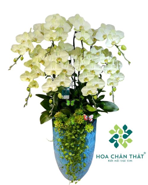 Chậu lan hồ điệp xanh táo 8 cành – Sắc Xanh May Mắn