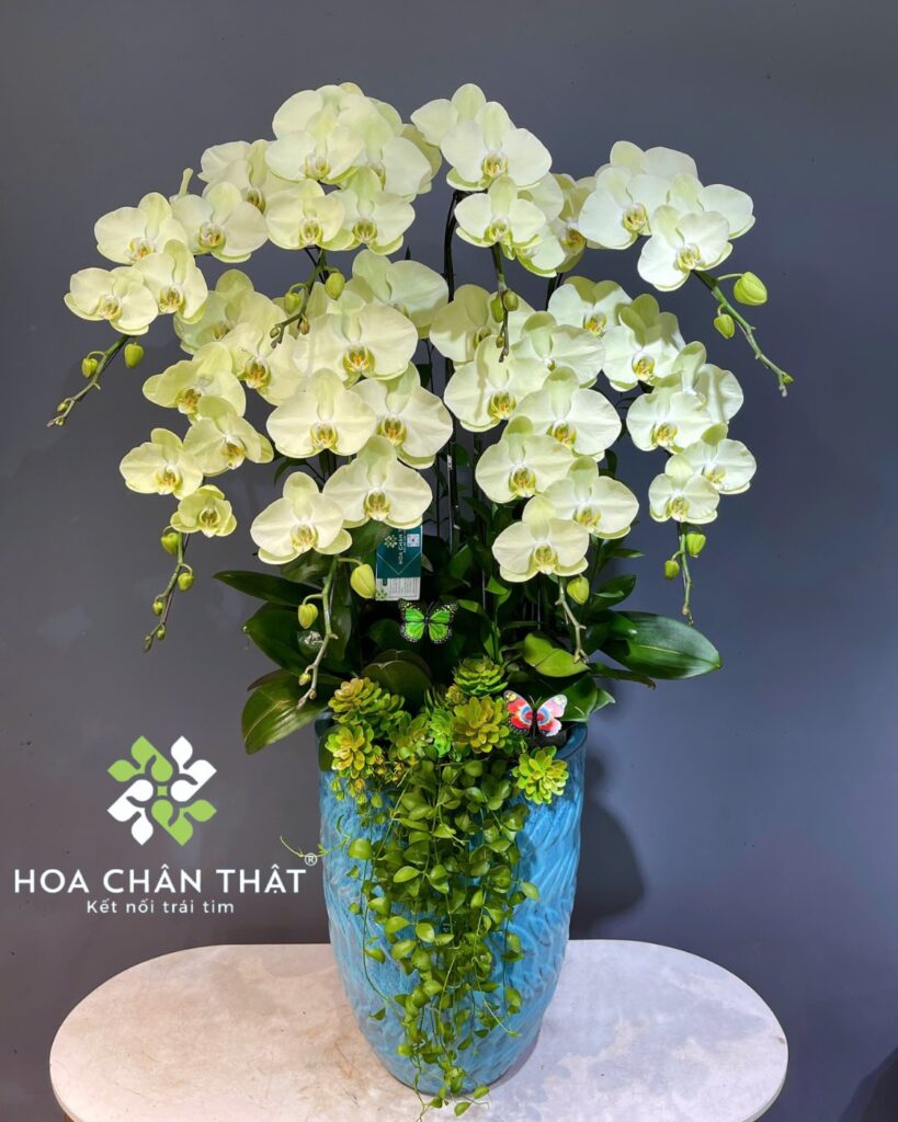 Chậu lan hồ điệp xanh táo 8 cành – Sắc Xanh May Mắn