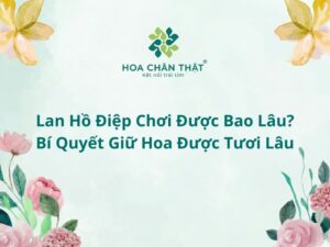 Lan hồ điệp chơi được bao lâu