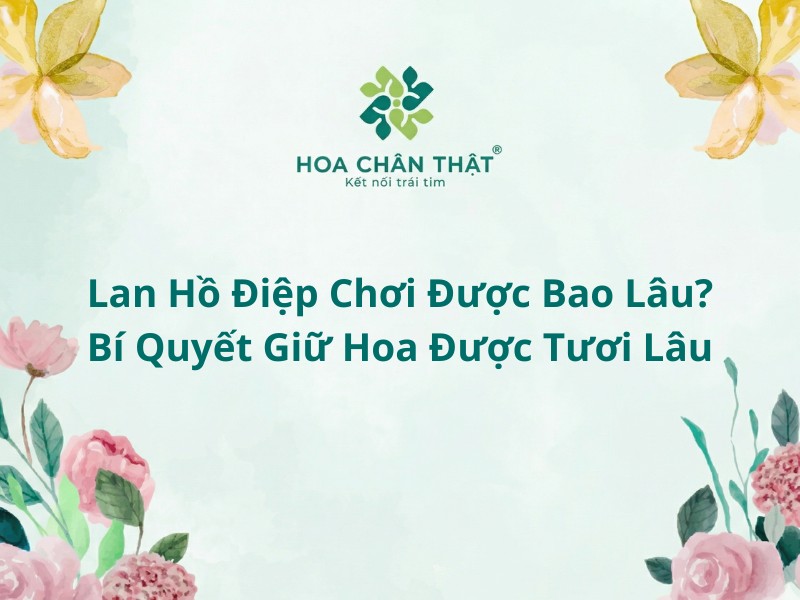 Lan hồ điệp chơi được bao lâu