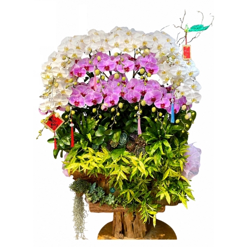 Lan Hồ Điệp Ghép Lũa