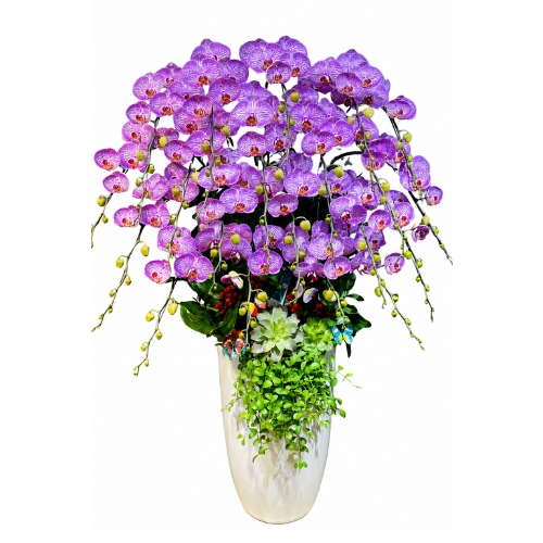 Lan Hồ Điệp Màu Hồng