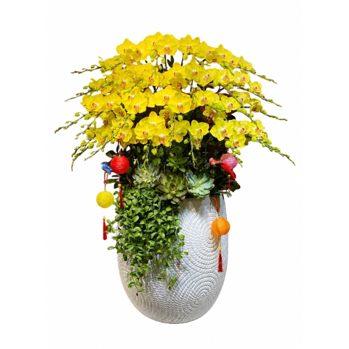 Lan Hồ Điệp Màu Vàng
