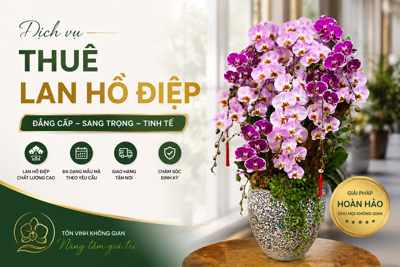 Thuê lan hồ điệp - Hoa Chân Thật