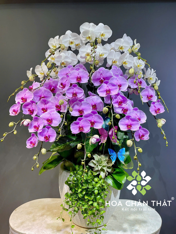 Ý nghĩa hoa lan trong ngày lễ phật đản
