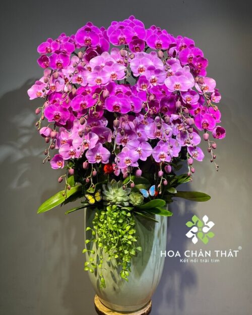Chậu lan hồ điệp 22 cành mix màu hồng tím – Tử Ngọc Vinh Hoa
