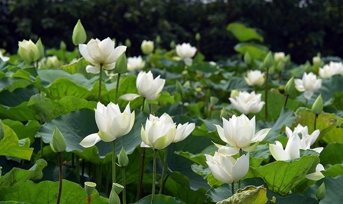 Hoa Sen dâng cúng trong ngày lễ Phật Đản