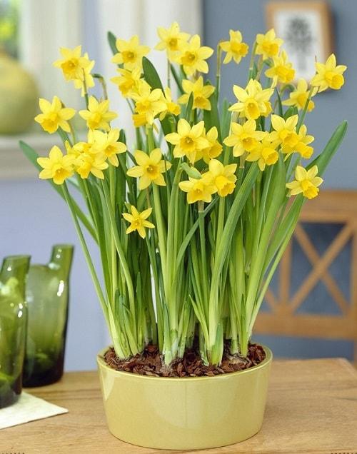 Hoa Thủy Tiên dâng cúng phật ngày lễ Phật Đản