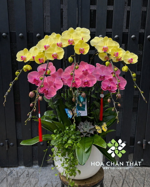 Lan hồ điệp chơi được bao lâu