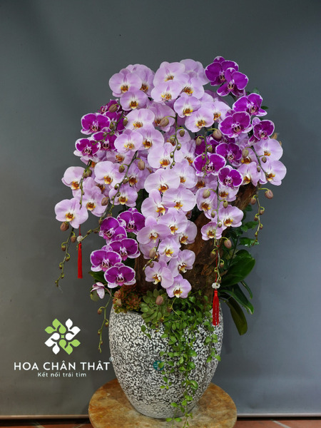 Lan hồ điệp chơi được bao lâu