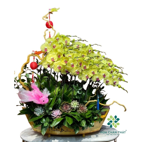 Lan Hồ Điệp Khai Trương