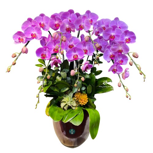 Lan Hồ Điệp Ngày 8/3