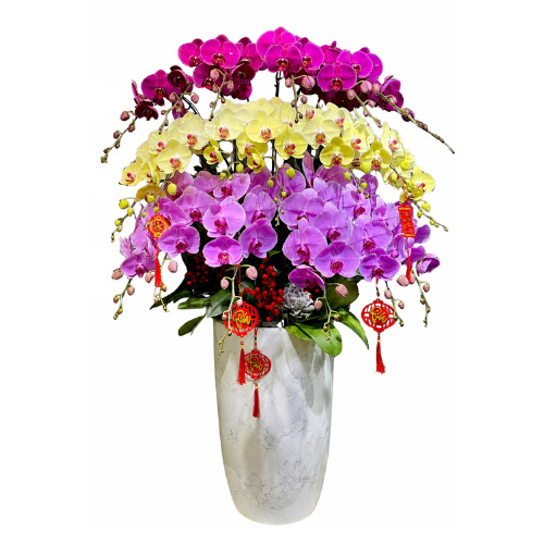Lan Hồ Điệp Tết