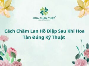 Cách chăm lan hồ điệp sau khi hoa tàn đúng kỹ thuật Cách Chăm Lan Hồ Điệp Sau Khi Hoa Tàn Đúng Kỹ Thuật