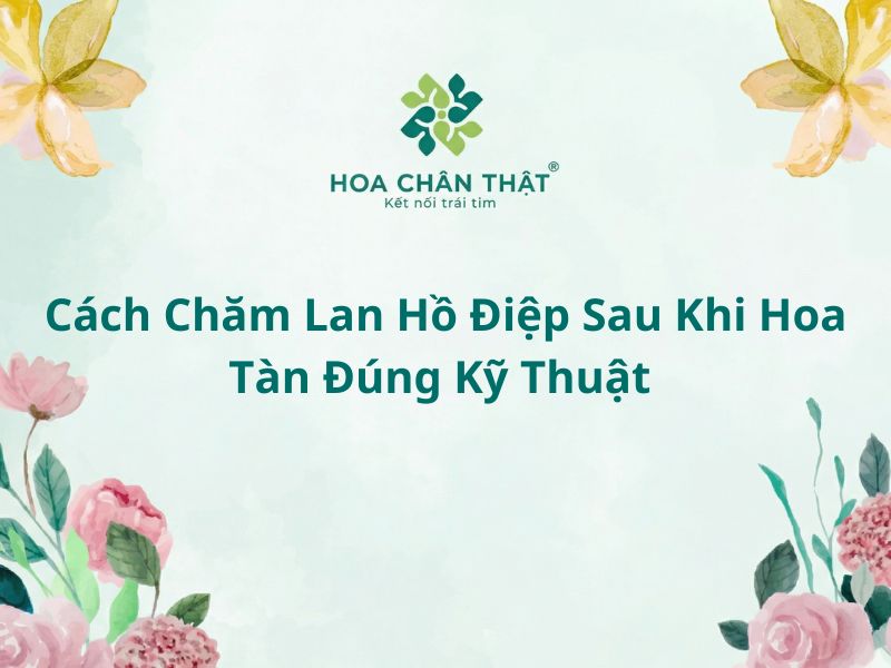 Cách Chăm Lan Hồ Điệp Sau Khi Hoa Tàn Đúng Kỹ Thuật