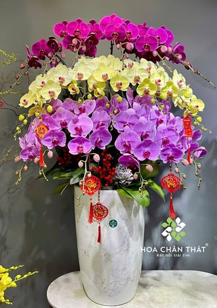 Cách bảo quản hoa lan hồ điệp
