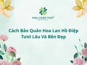 Cach bao quan hoa lan ho diep