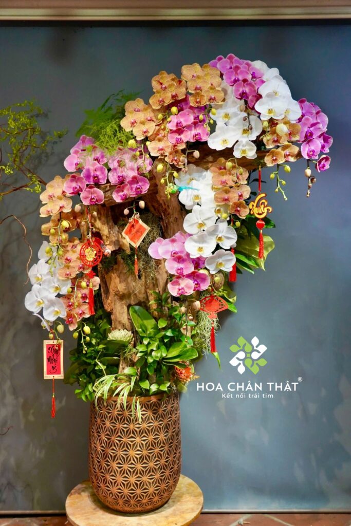 Thời gian lan hồ điệp ra hoa trở lại