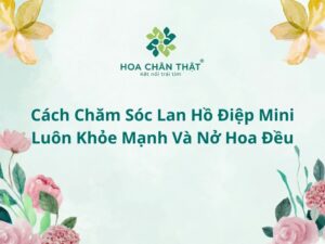Cách chăm sóc lan hồ điệp mini