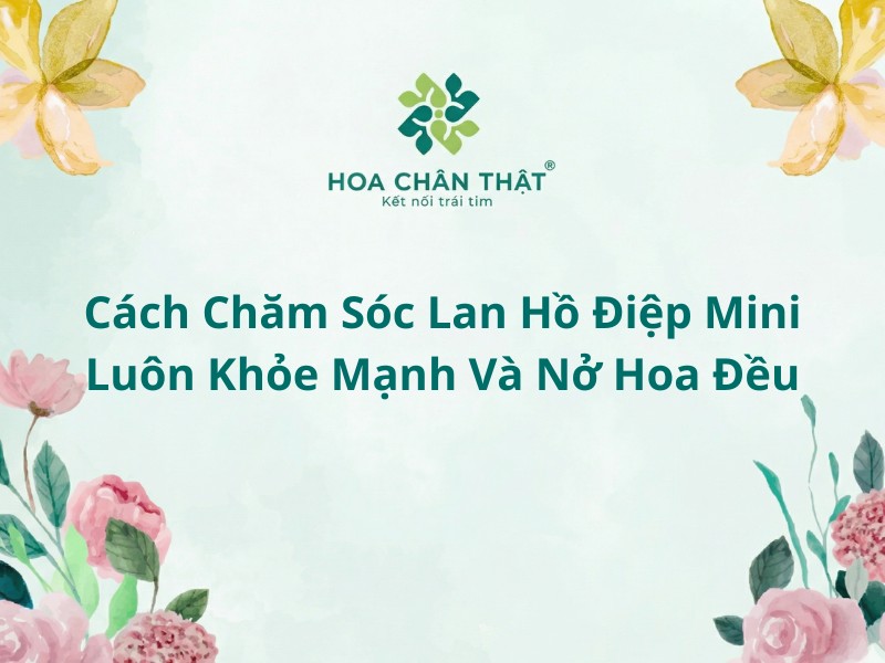 Cách chăm sóc lan hồ điệp mini