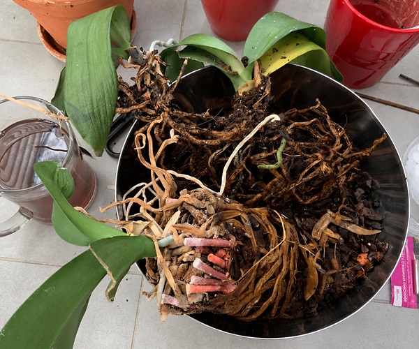 Dấu hiệu lan hồ điệp bị thối rễ - Cách cứu lan hồ điệp bị thối rễ
