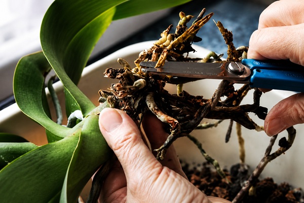 Cắt bỏ toàn bộ rễ bị thối