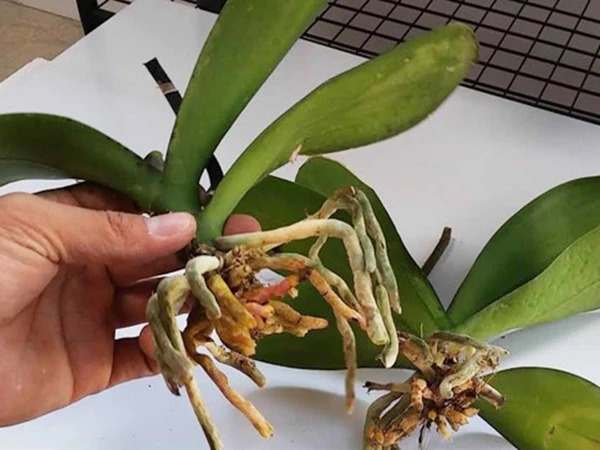 Cách cứu lan hồ điệp bị thối rễ