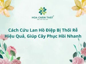 Cach cuu lan ho diep bi thoi re