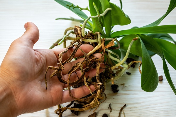 Nguyên nhân dẫn đến lan hồ điệp bị thối rễ - Cách xử lý lan hồ điệp bị thối rễ