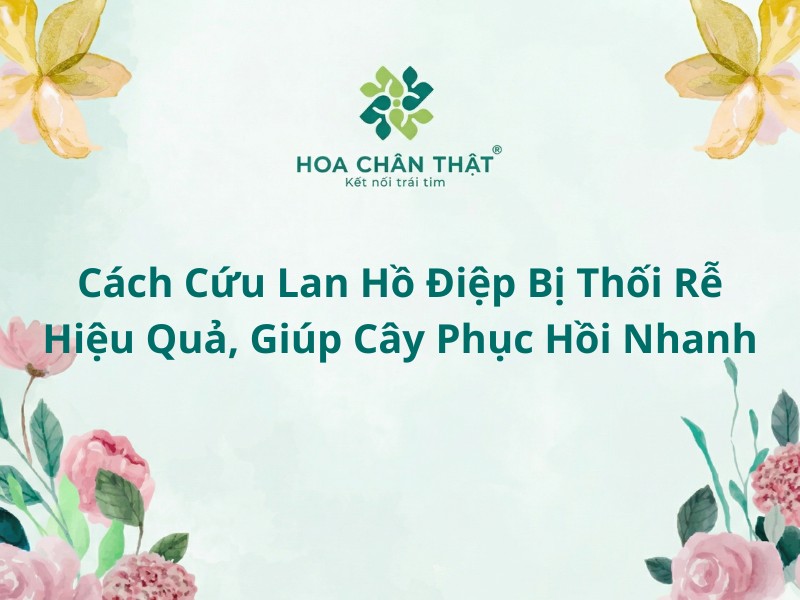 Cach cuu lan ho diep bi thoi re