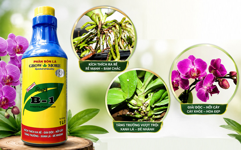Cách tưới B1 cho lan hồ điệp giúp kích rễ phát triển