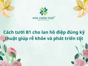 Cách tưới B1 cho lan hồ điệp