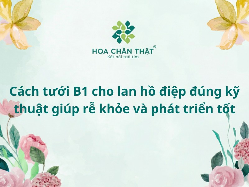 Cách tưới B1 cho lan hồ điệp
