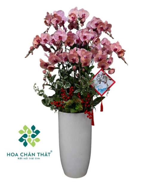 Chậu Lan Hồ Điệp 10 Cành Đỏ – Hưng Thịnh Phát Tài