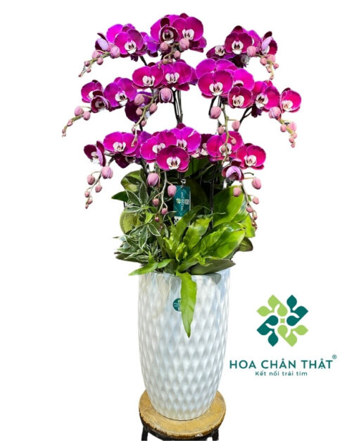 Chậu Lan Hồ Điệp 10 Cành Tím – Hưng Thịnh Trường An