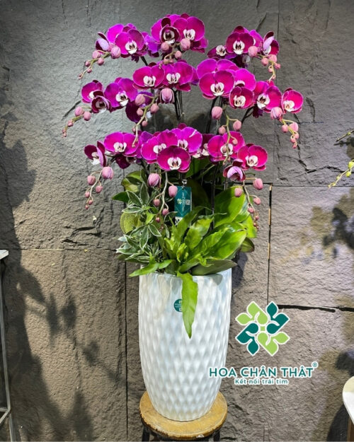 Chậu Lan Hồ Điệp 10 Cành Tím – Hưng Thịnh Trường An