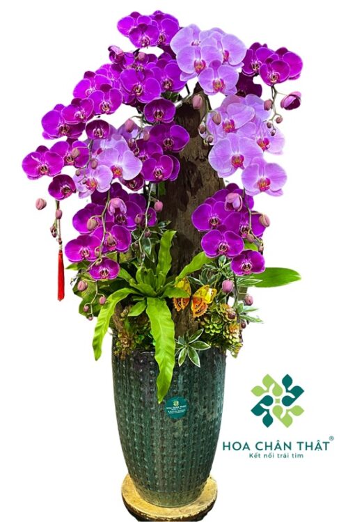 Chậu Lan Hồ Điệp 11 Cành Ghép Lũa Hồng Tím – Vạn Niên Hưng Thịnh