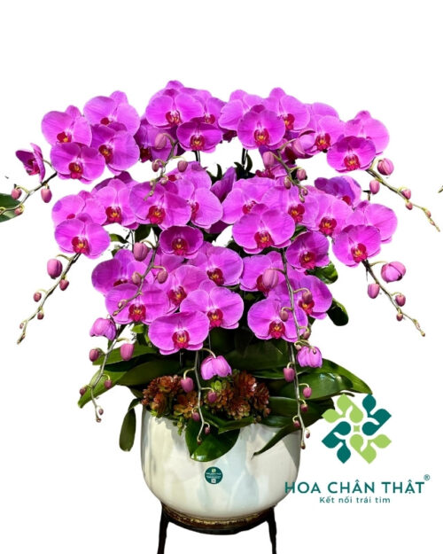 Chậu Lan Hồ Điệp 11 Cành Hồng – Đại Cát Đại Lộc
