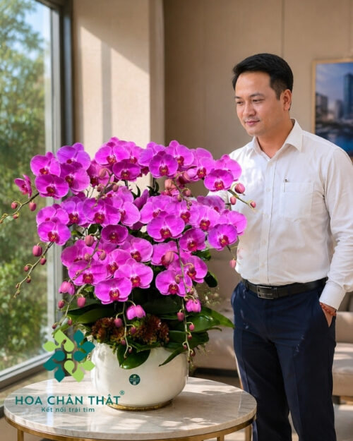 Chậu Lan Hồ Điệp 11 Cành Hồng – Đại Cát Đại Lộc
