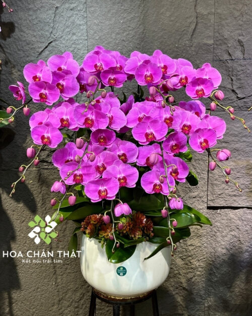 Chậu Lan Hồ Điệp 11 Cành Hồng – Đại Cát Đại Lộc
