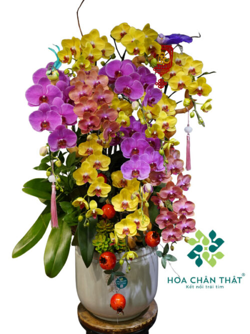 Chậu Lan Hồ Điệp 12 Cành Mix Màu – Tam Sắc Phú Quý