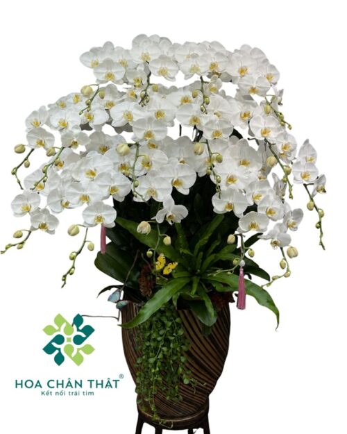 Chậu Lan Hồ Điệp 15 Cành Trắng – Phúc Lộc Viên Mãn Chậu Lan Hồ Điệp 15 Cành Trắng – Phúc Lộc Viên Mãn