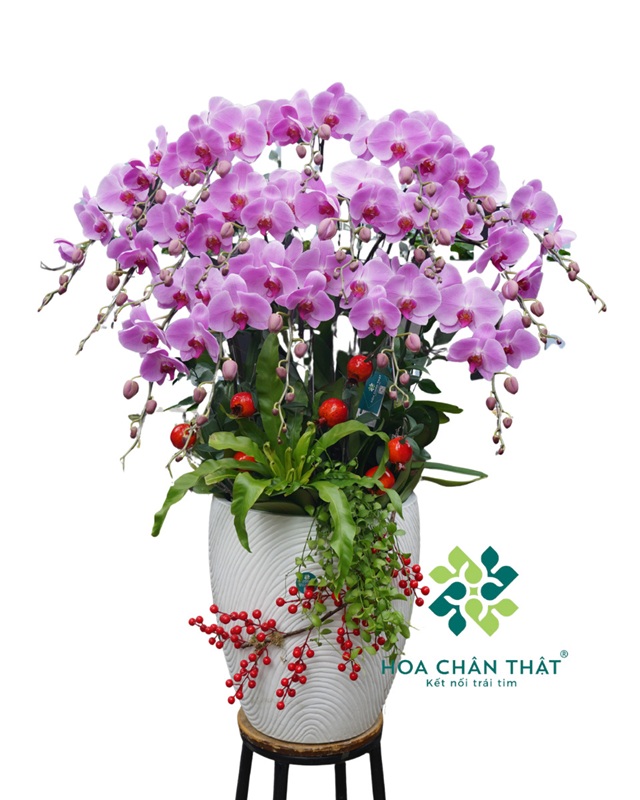 Chậu Lan Hồ Điệp 18 Cành Hồng – Tài Lộc An Khang Chậu Lan Hồ Điệp 18 Cành Hồng – Tài Lộc An Khang