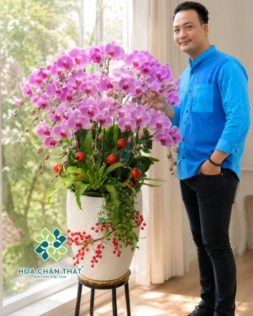 Chậu Lan Hồ Điệp 18 Cành Hồng – Tài Lộc An Khang Chau Lan Ho Diep 18 Canh Hong Tai Loc An Khang 2