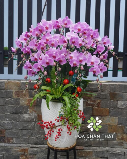 Chậu Lan Hồ Điệp 18 Cành Hồng – Tài Lộc An Khang
