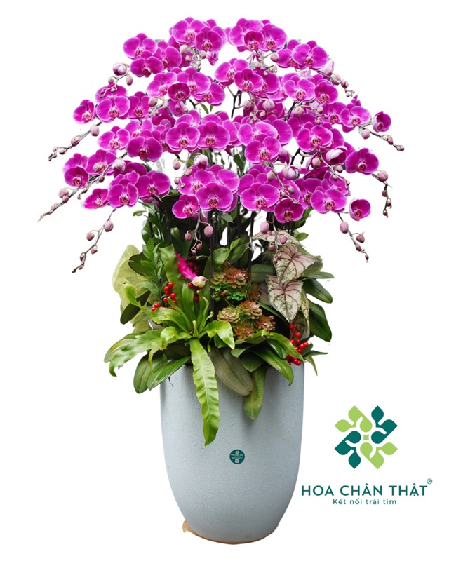 Chậu Lan Hồ Điệp 19 Cành Tím – Tài Lộc Viên Mãn Chậu Lan Hồ Điệp 19 Cành Tím – Tài Lộc Viên Mãn