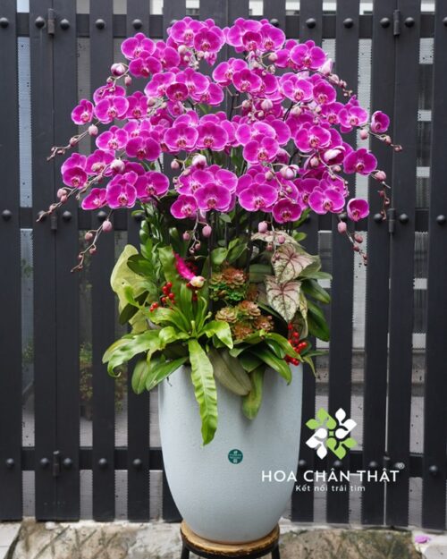 Chậu Lan Hồ Điệp 19 Cành Tím – Tài Lộc Viên Mãn