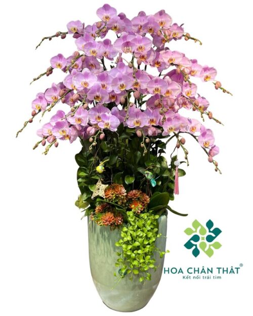 Chậu Lan Hồ Điệp 20 Cành – Hồng Vận Thịnh Vượng