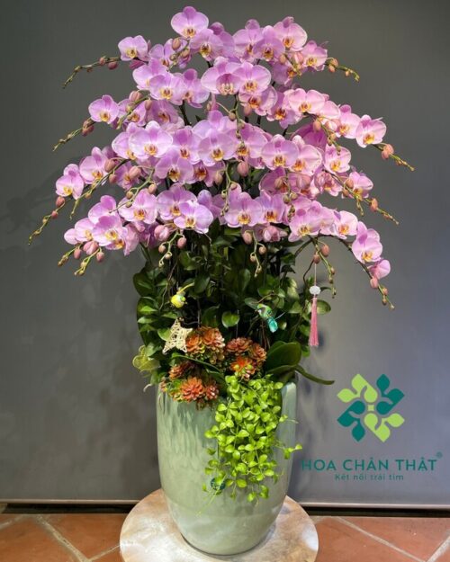 Chậu Lan Hồ Điệp 20 Cành – Hồng Vận Thịnh Vượng