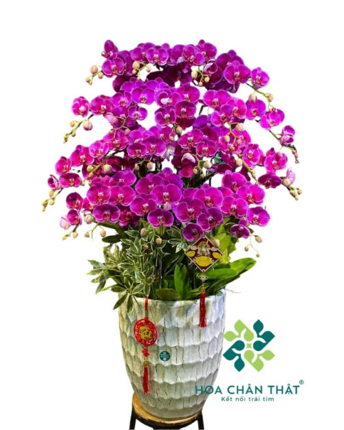 Chậu Lan Hồ Điệp 20 Cành Tím – Tài Phú Viên Mãn